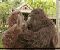 Two monkey doing kiss in Double Dhamaal movie